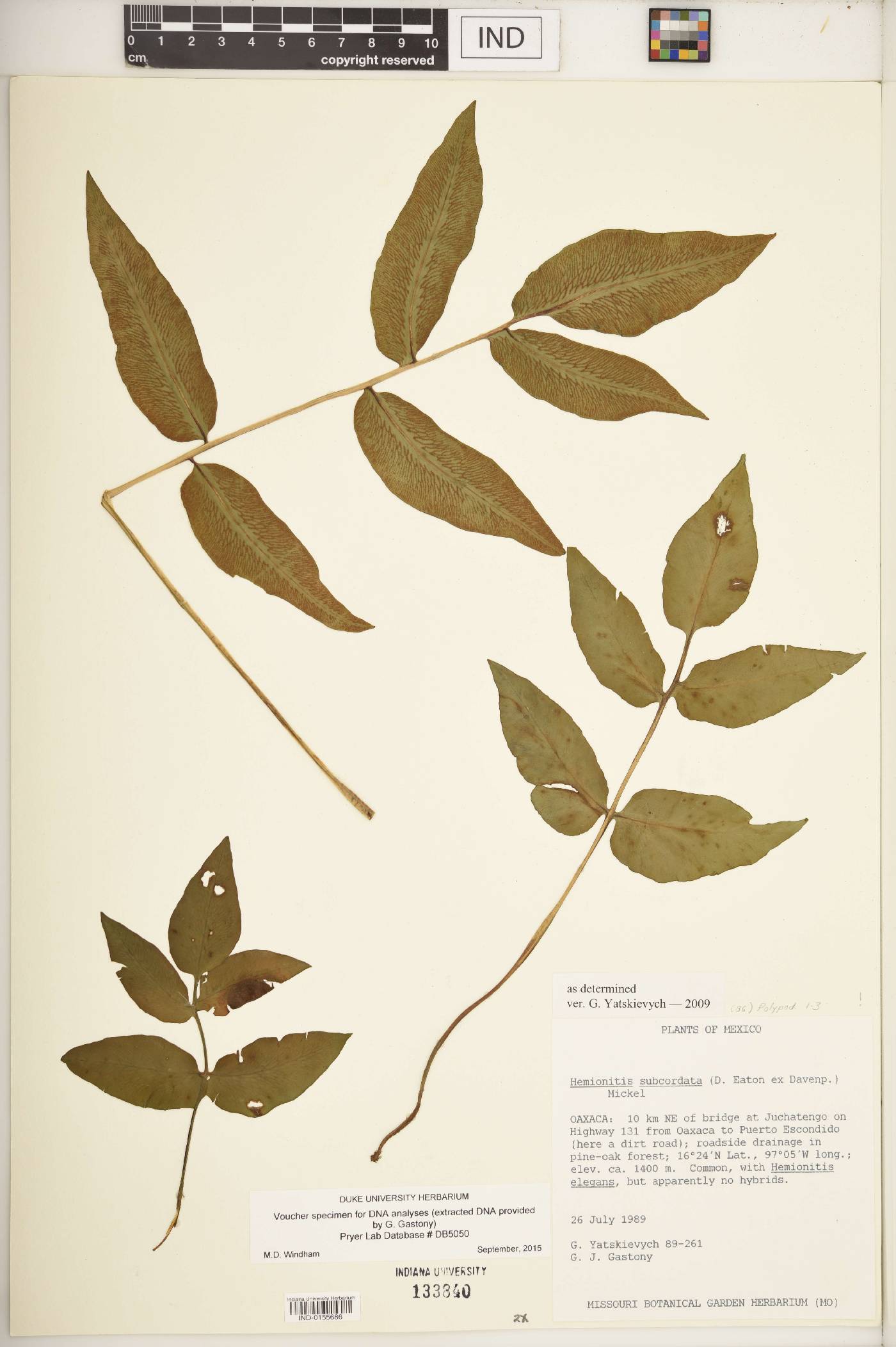 Hemionitis subcordata image