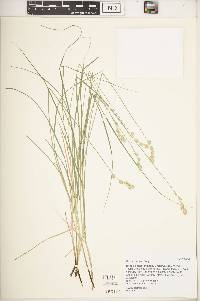 Carex silicea image