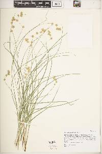 Carex hormathodes image