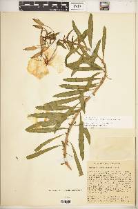 Oenothera argillicola image