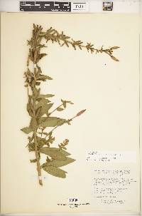 Oenothera glazioviana image