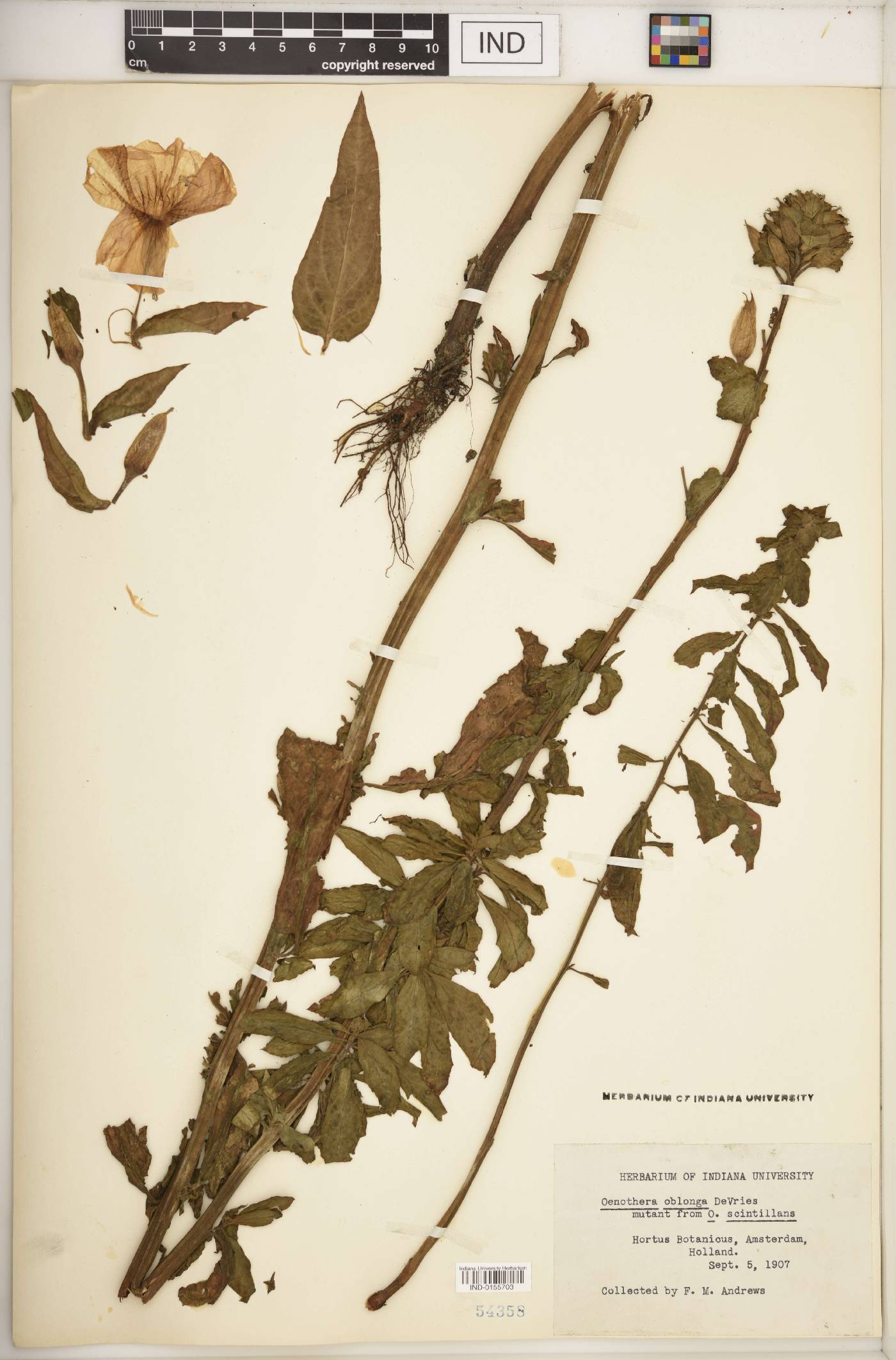 Oenothera oblonga image