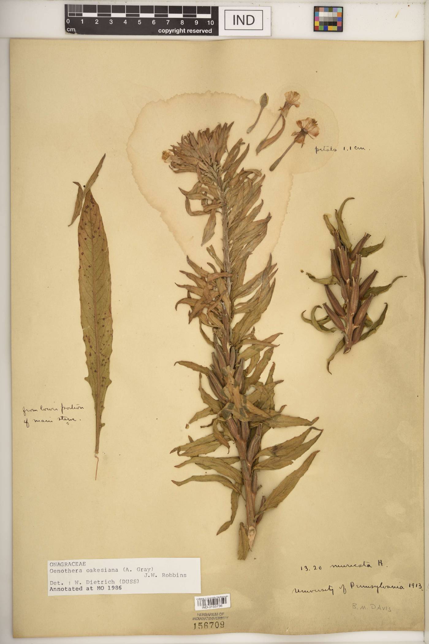 Oenothera oakesiana image