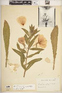 Oenothera elata subsp. hirsutissima image