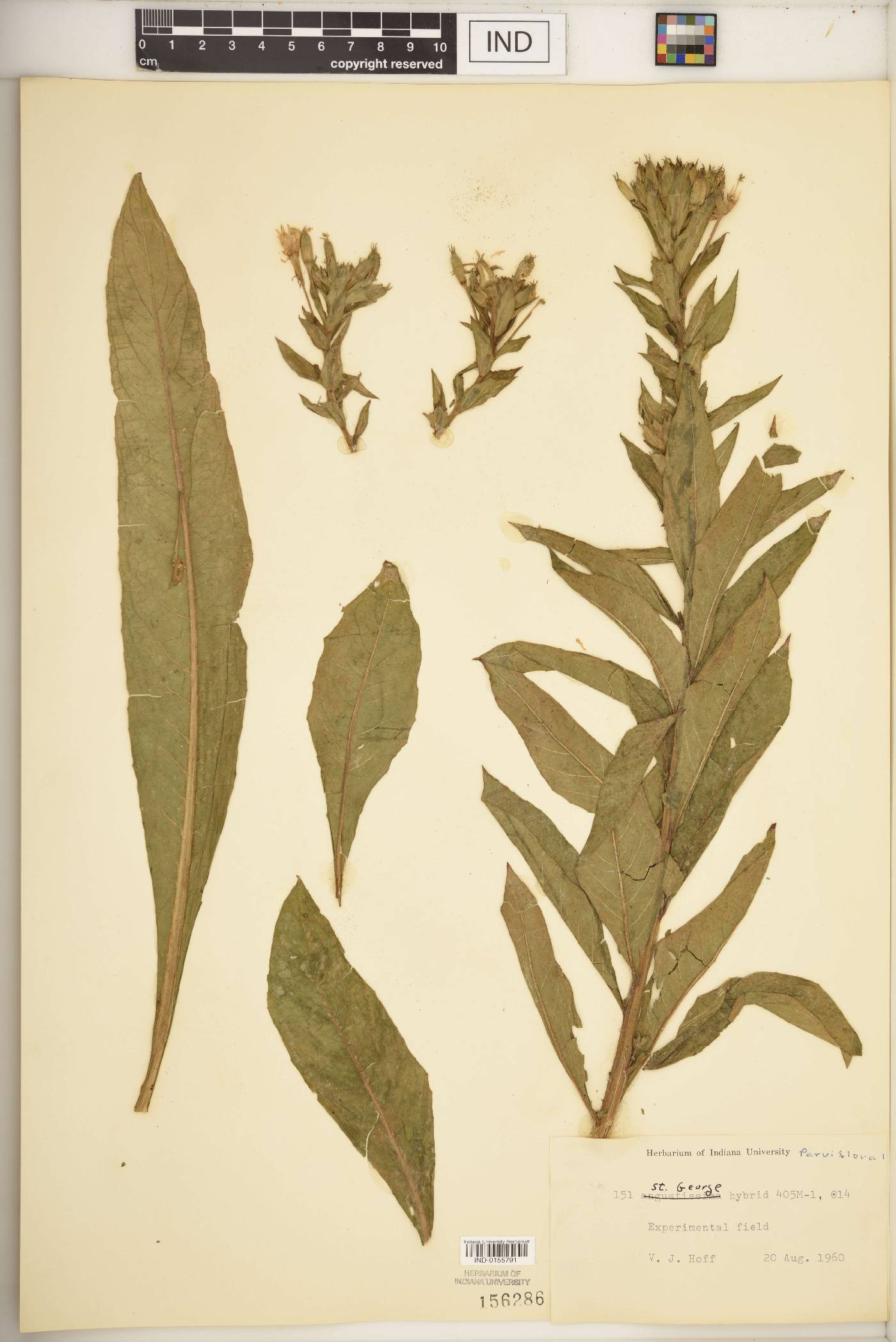 Oenothera parviflora image