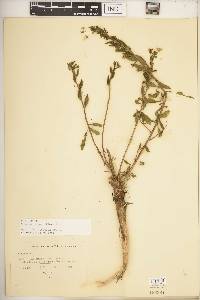 Oenothera parviflora image