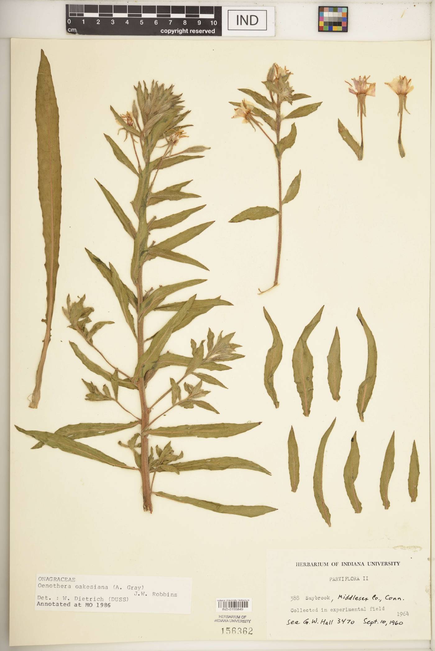 Oenothera oakesiana image