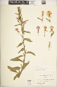 Oenothera villosa subsp. strigosa image