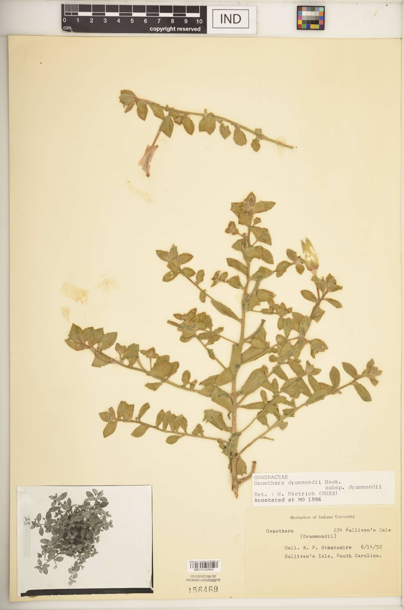 Oenothera drummondii subsp. drummondii image