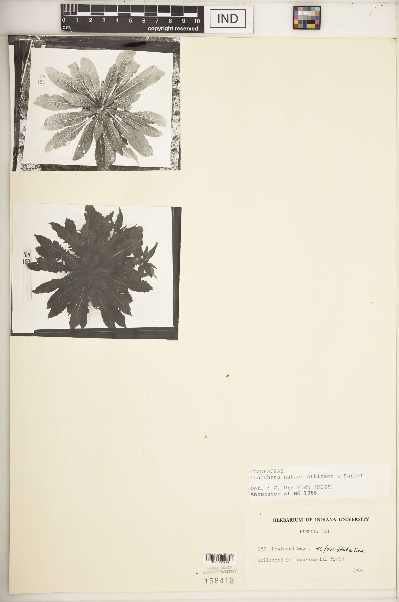 Oenothera nutans image