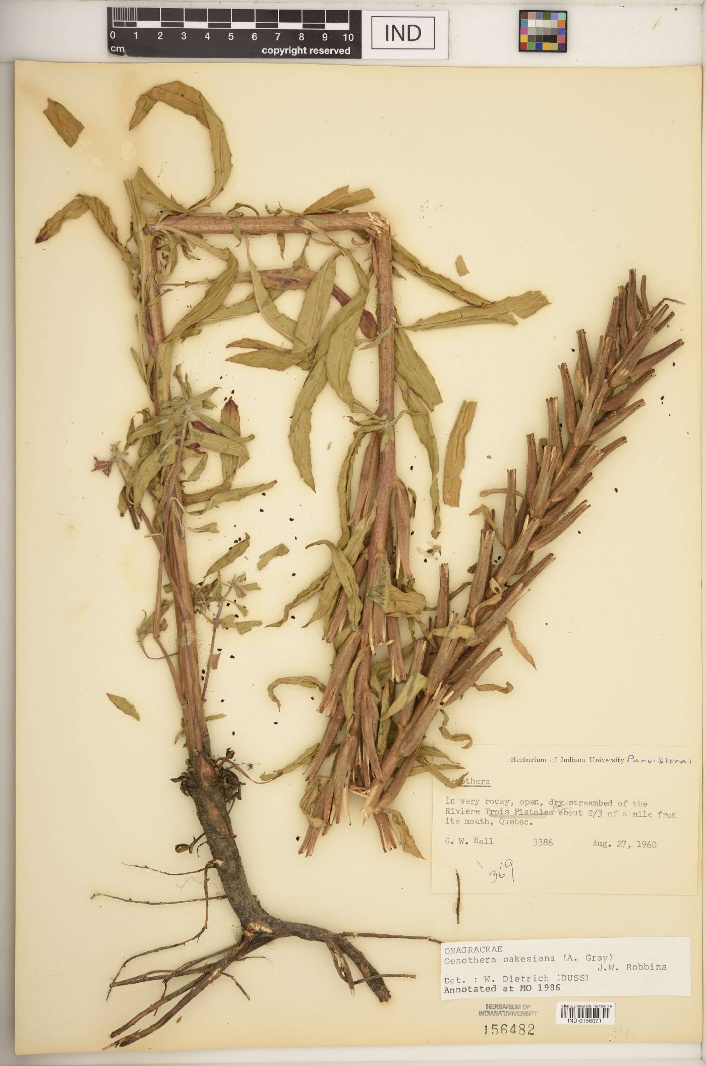 Oenothera oakesiana image