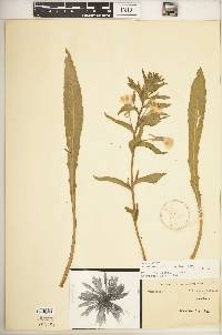 Oenothera oakesiana image