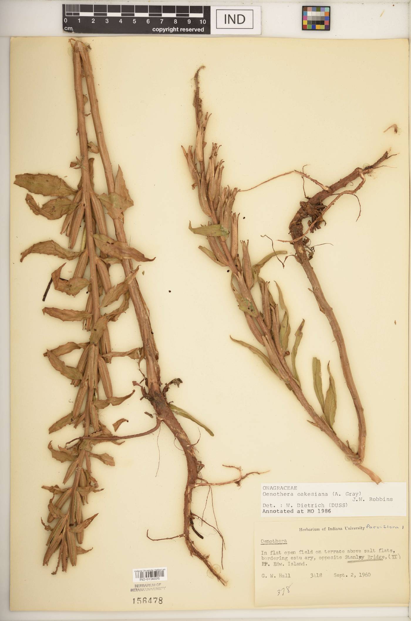 Oenothera oakesiana image