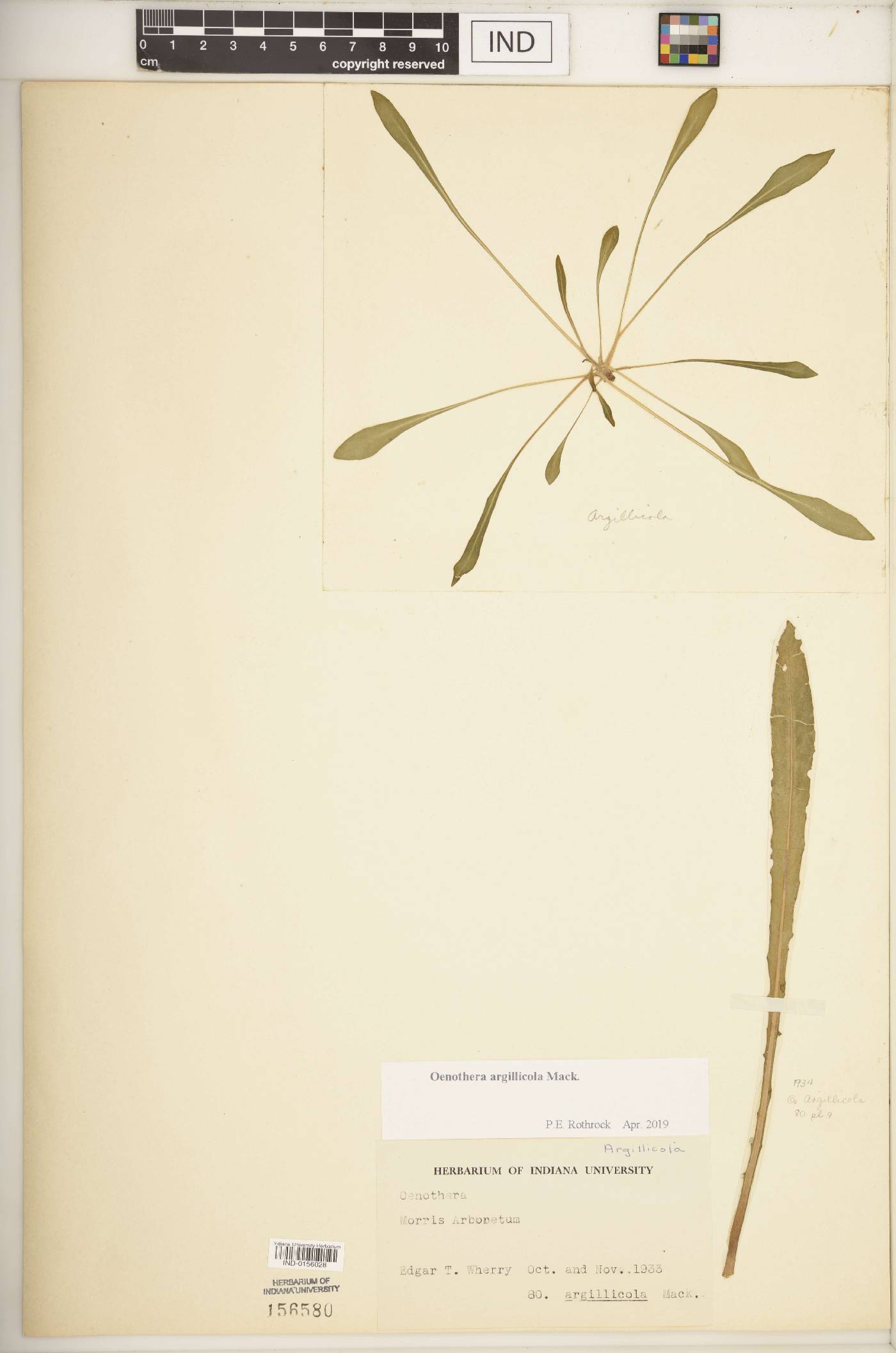 Oenothera argillicola image