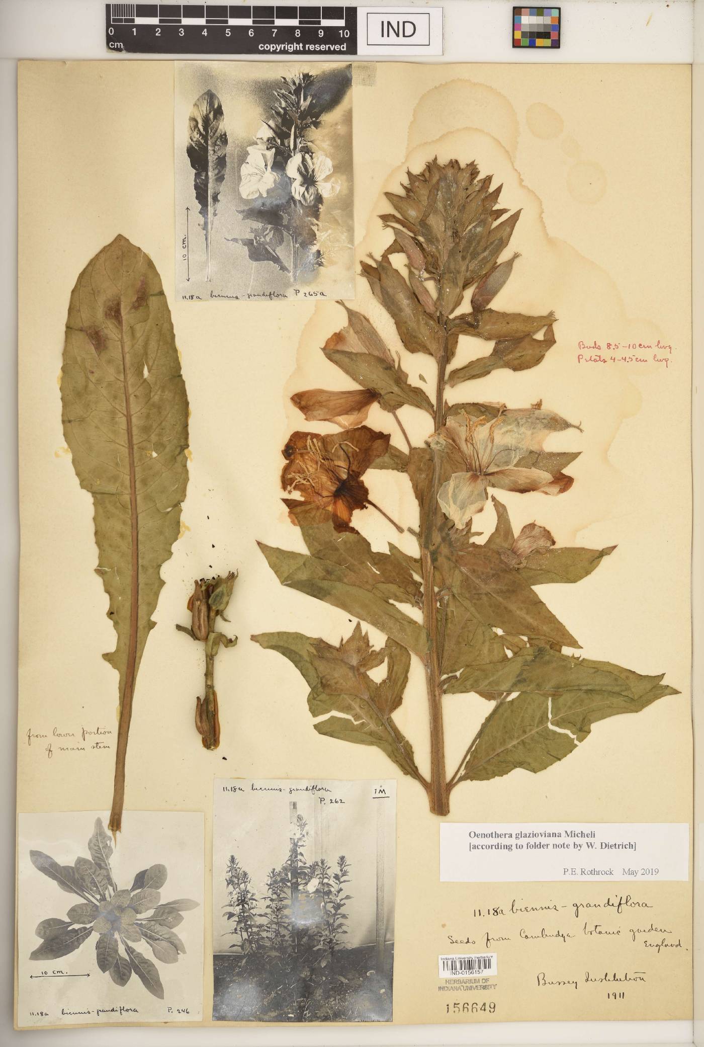 Oenothera glazioviana image