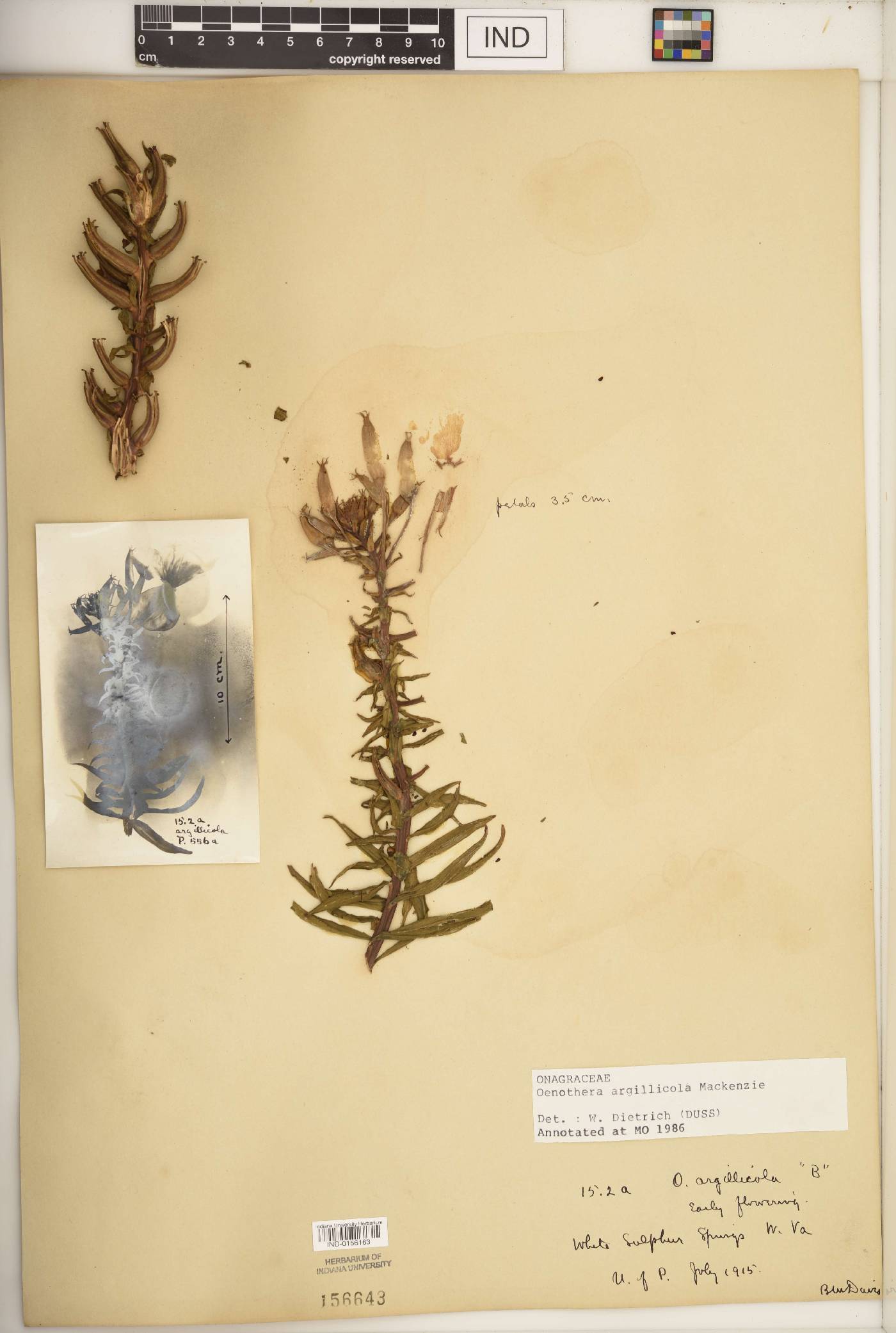 Oenothera argillicola image