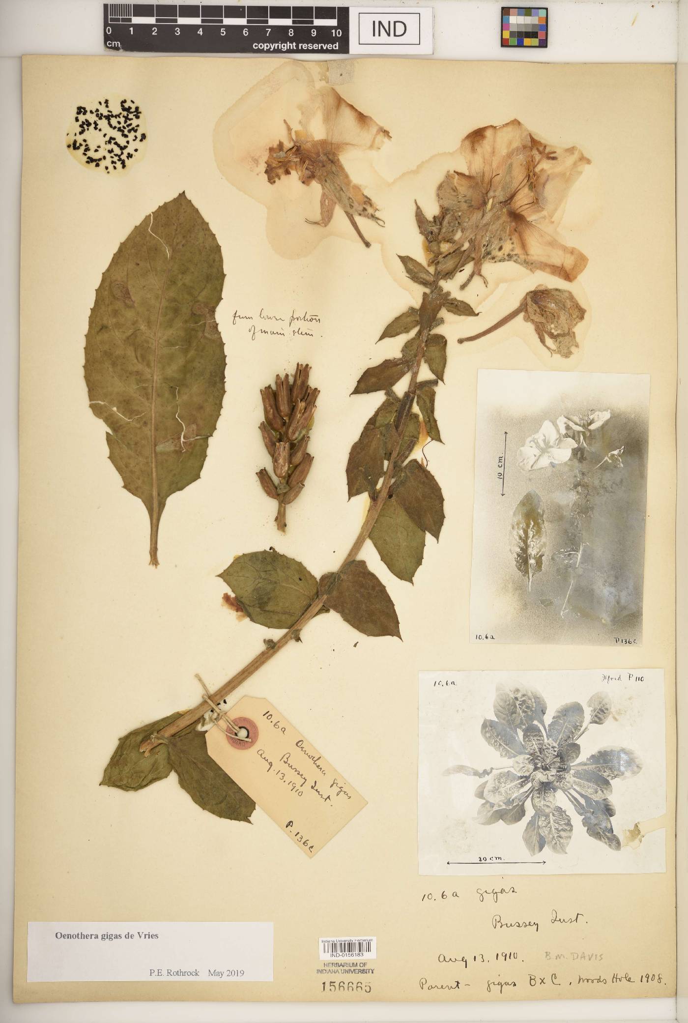 Oenothera glazioviana image