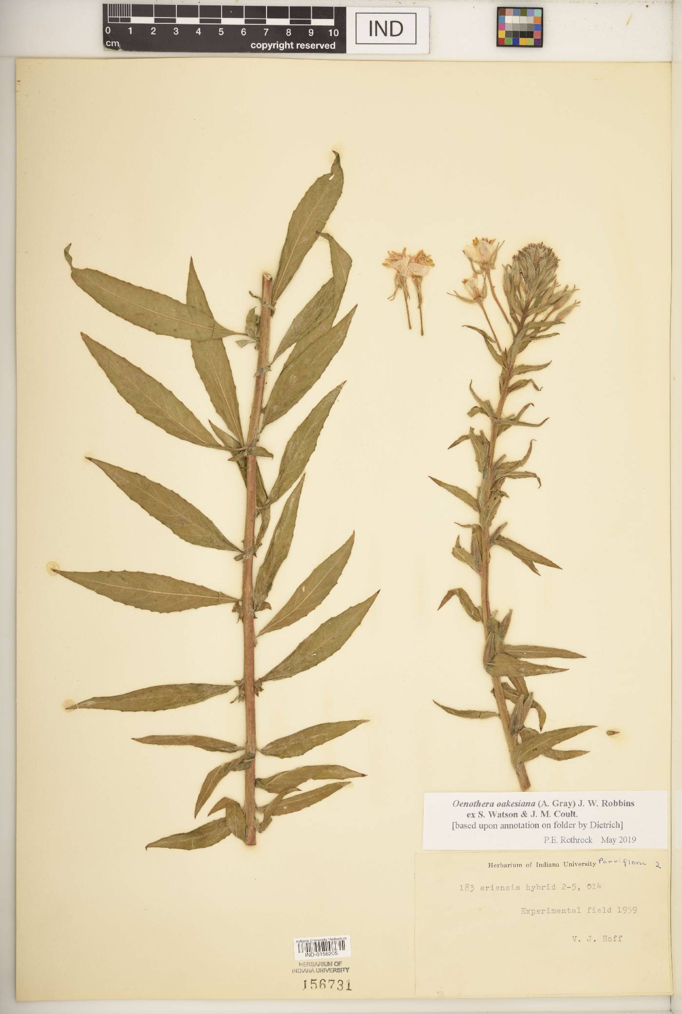 Oenothera oakesiana image