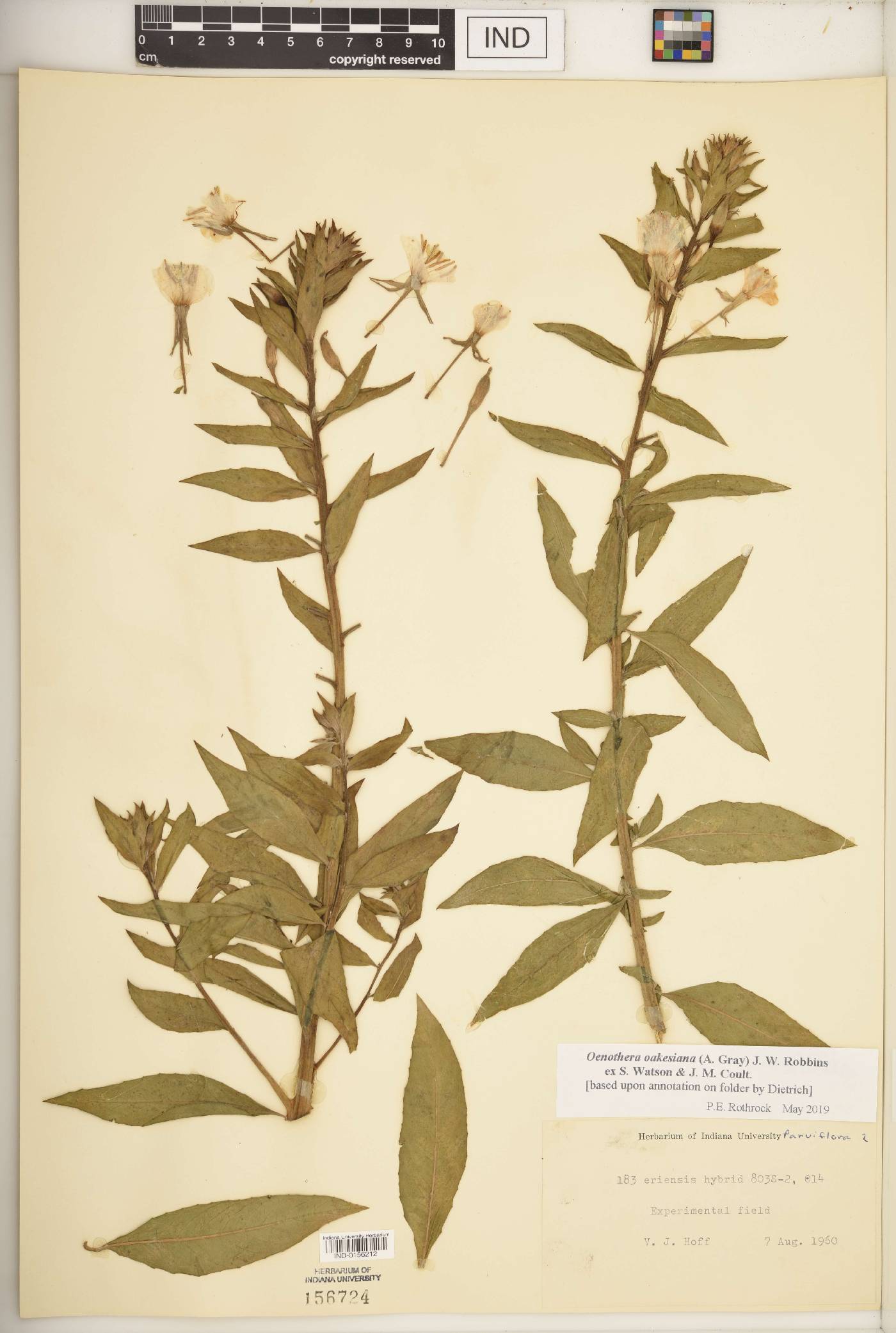Oenothera oakesiana image