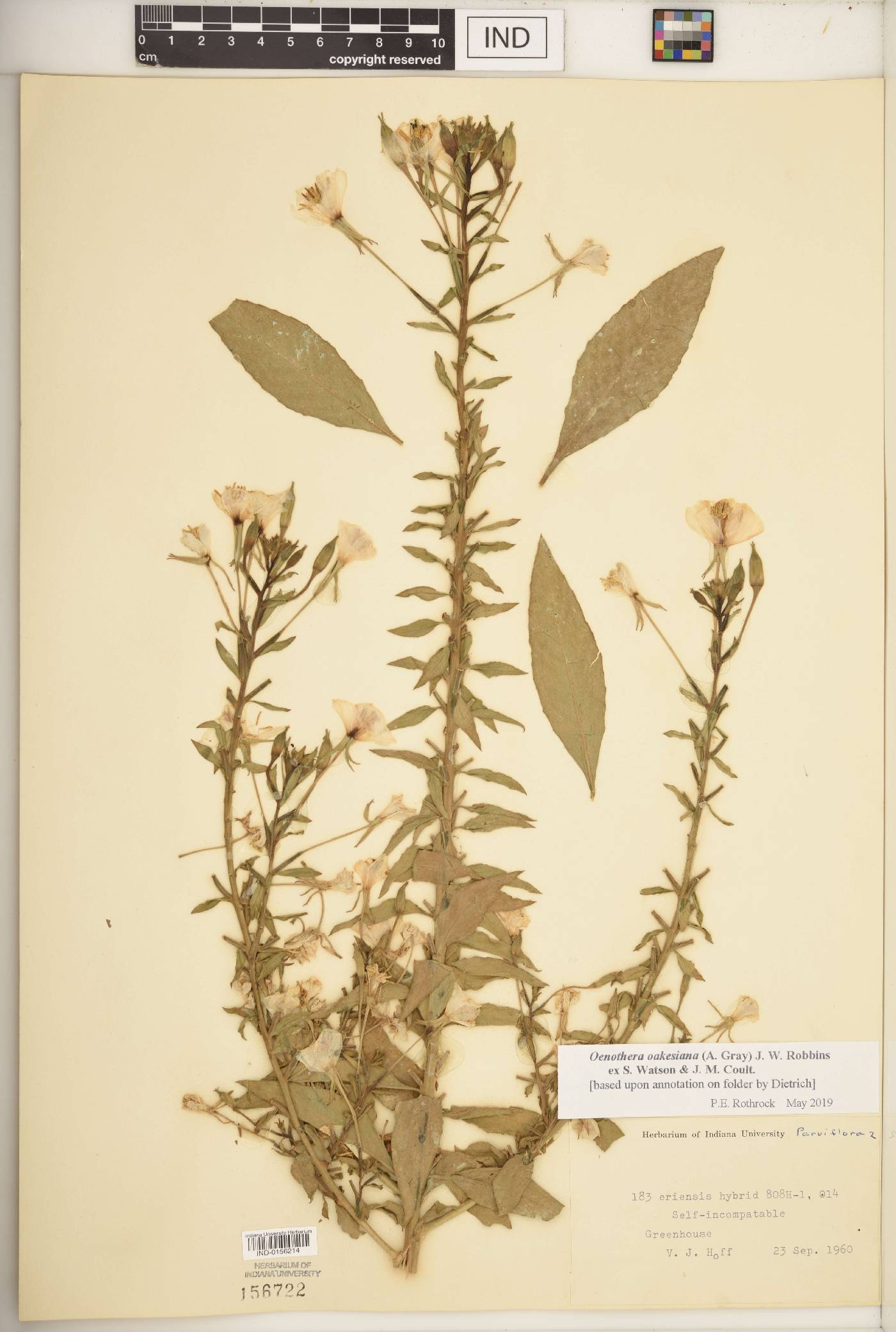 Oenothera oakesiana image