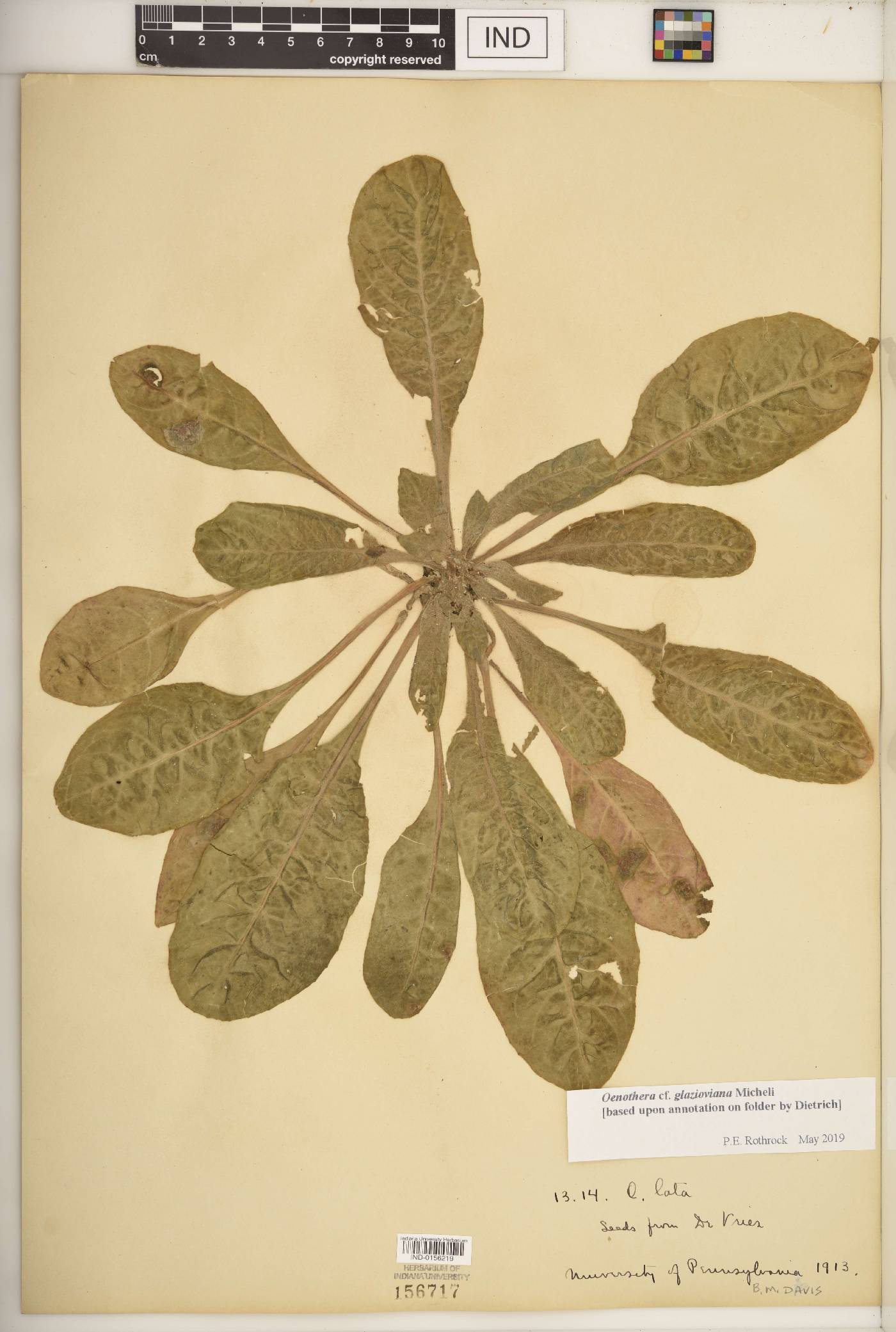 Oenothera glazioviana image