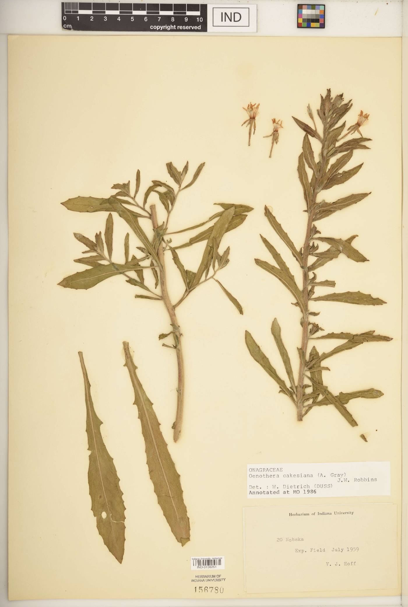 Oenothera oakesiana image