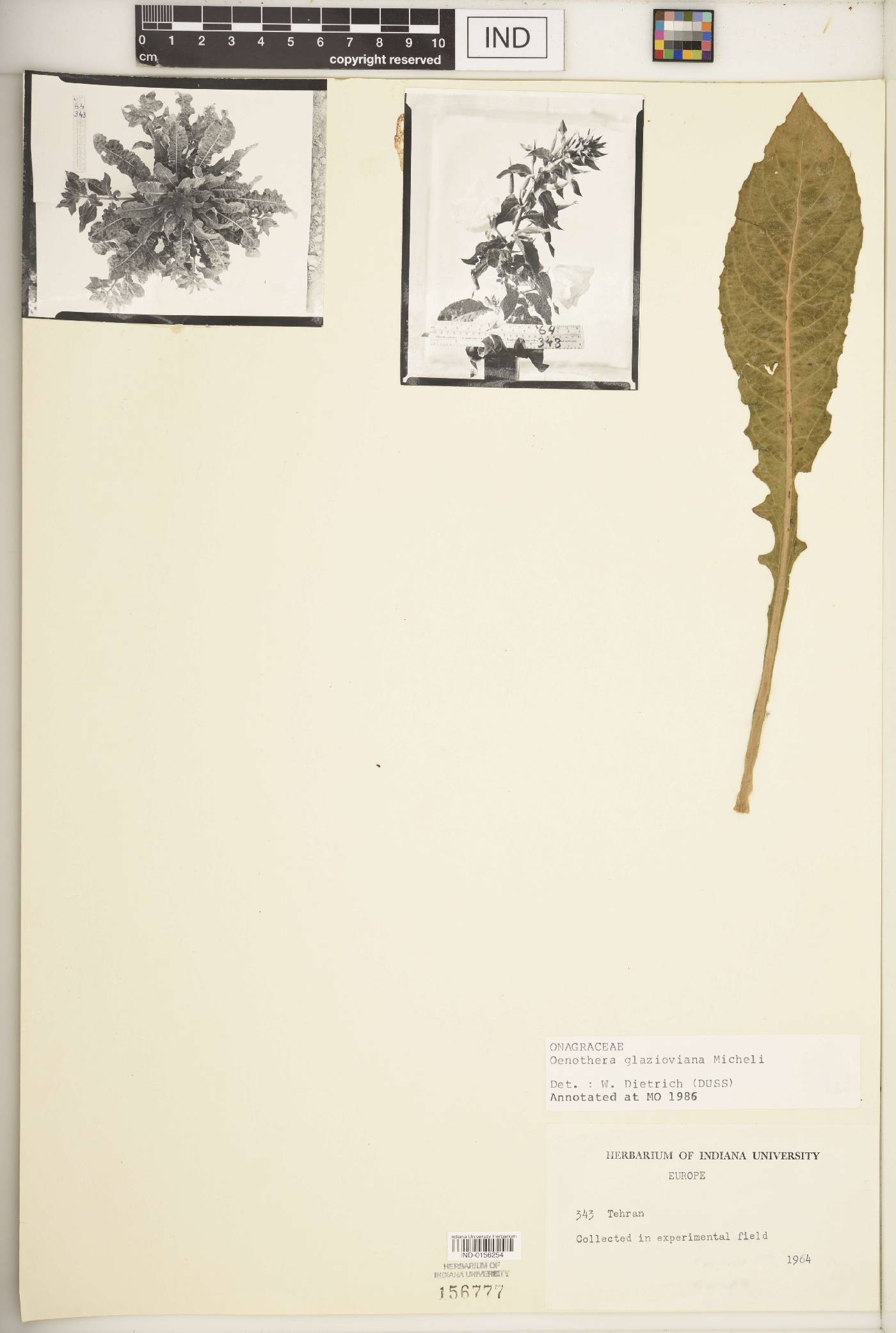 Oenothera glazioviana image