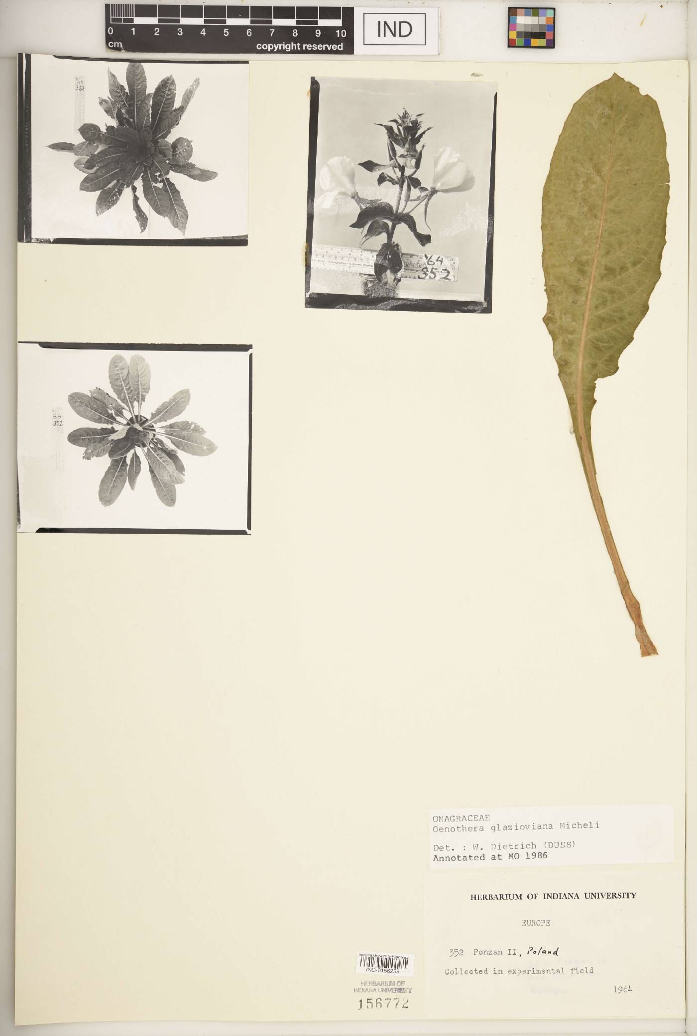 Oenothera glazioviana image