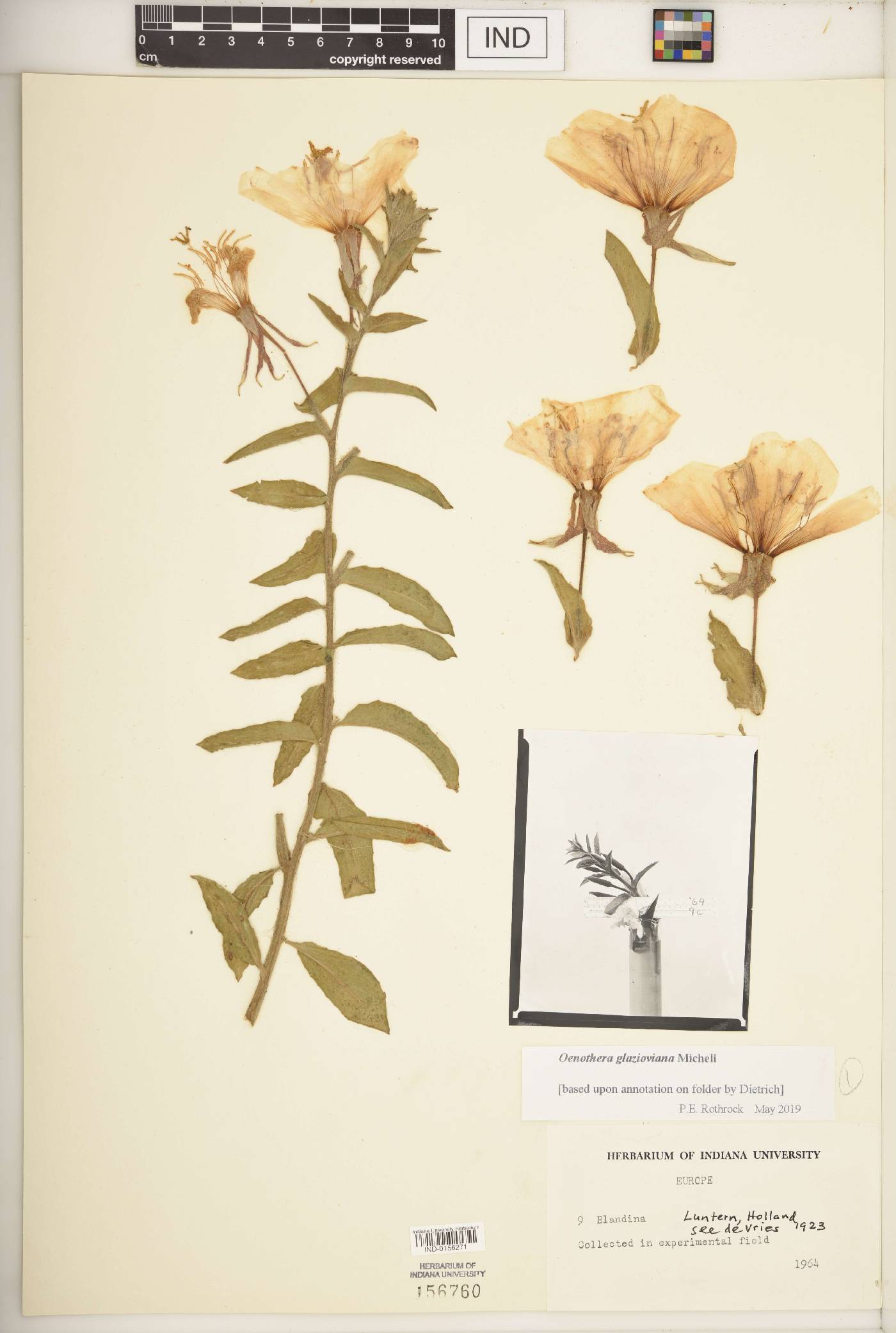 Oenothera glazioviana image