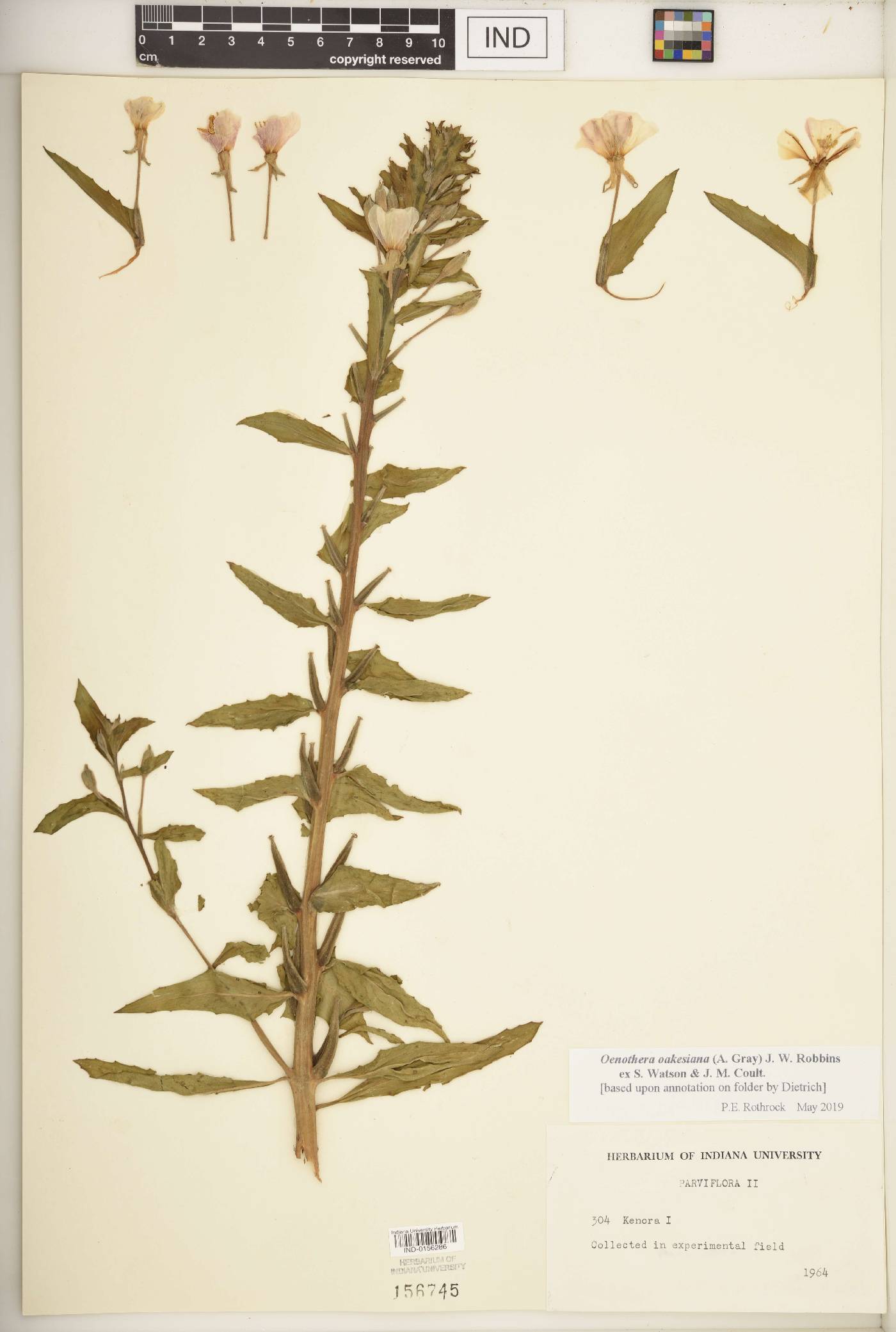 Oenothera oakesiana image