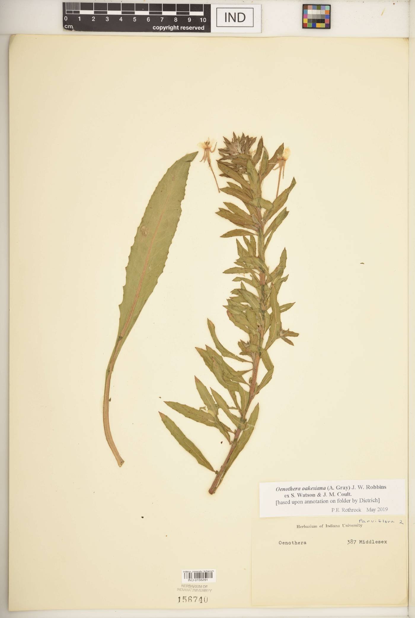 Oenothera oakesiana image