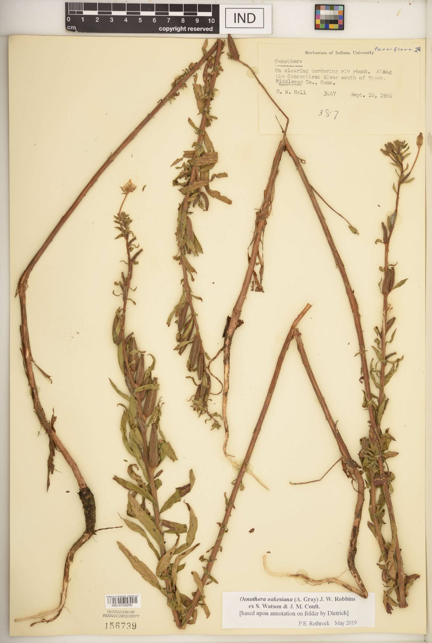 Oenothera oakesiana image