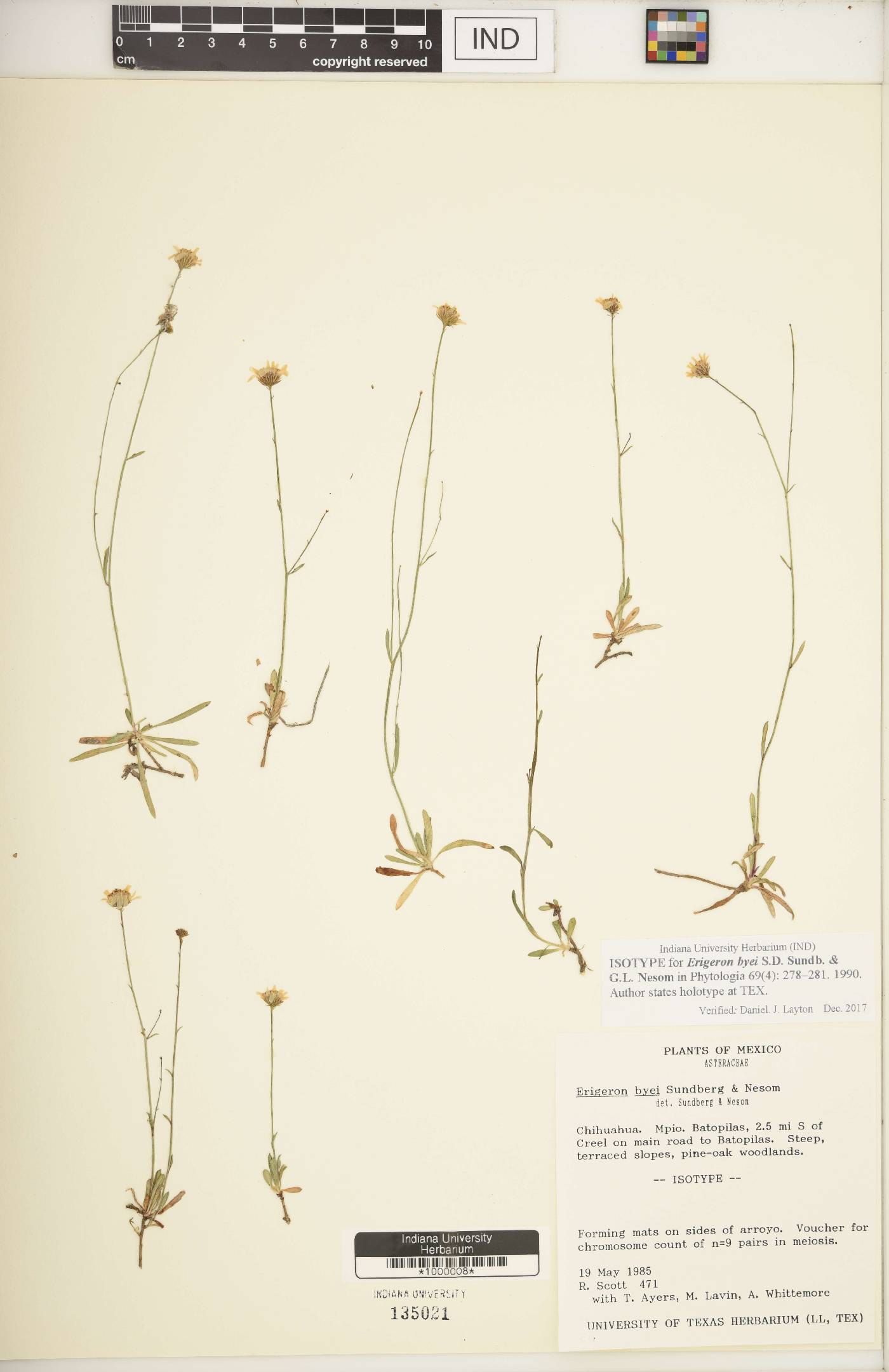 Erigeron byei image
