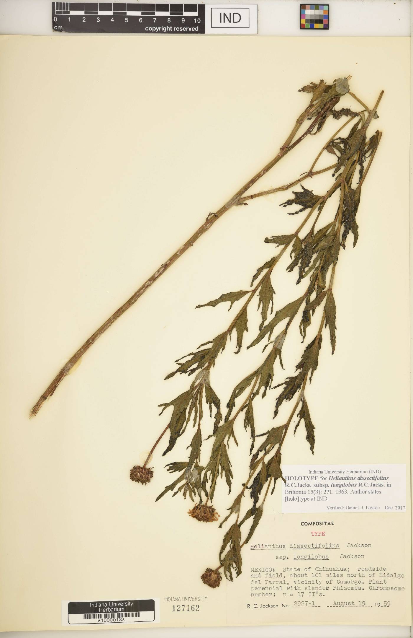 Helianthus dissectifolius subsp. longilobus image