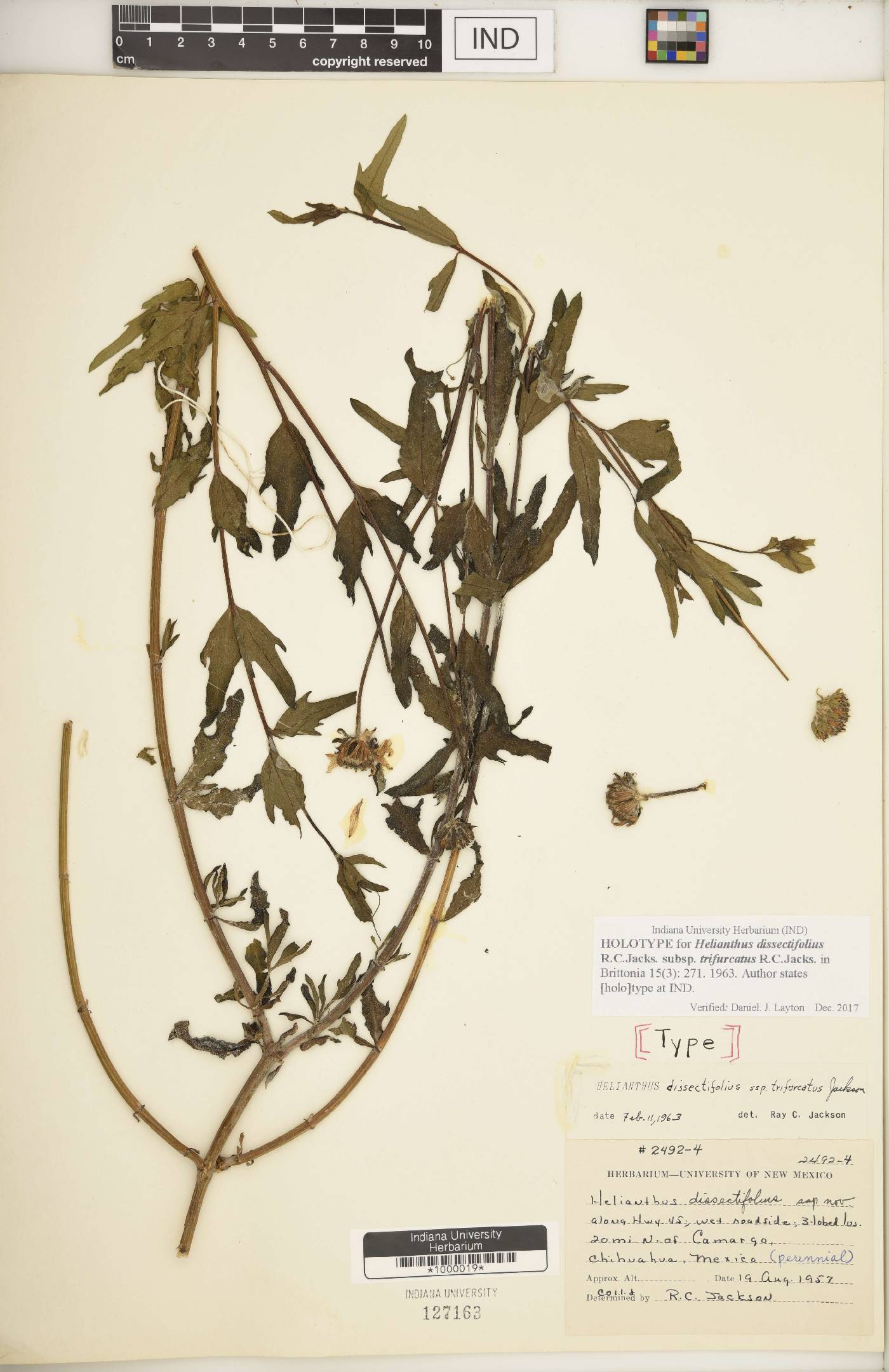 Helianthus dissectifolius subsp. trifurcatus image