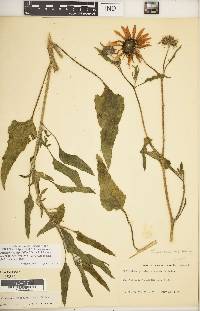 Helianthus petiolaris subsp. fallax image