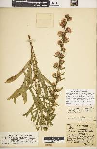 Liatris aspera image