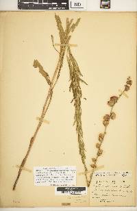 Liatris aspera image