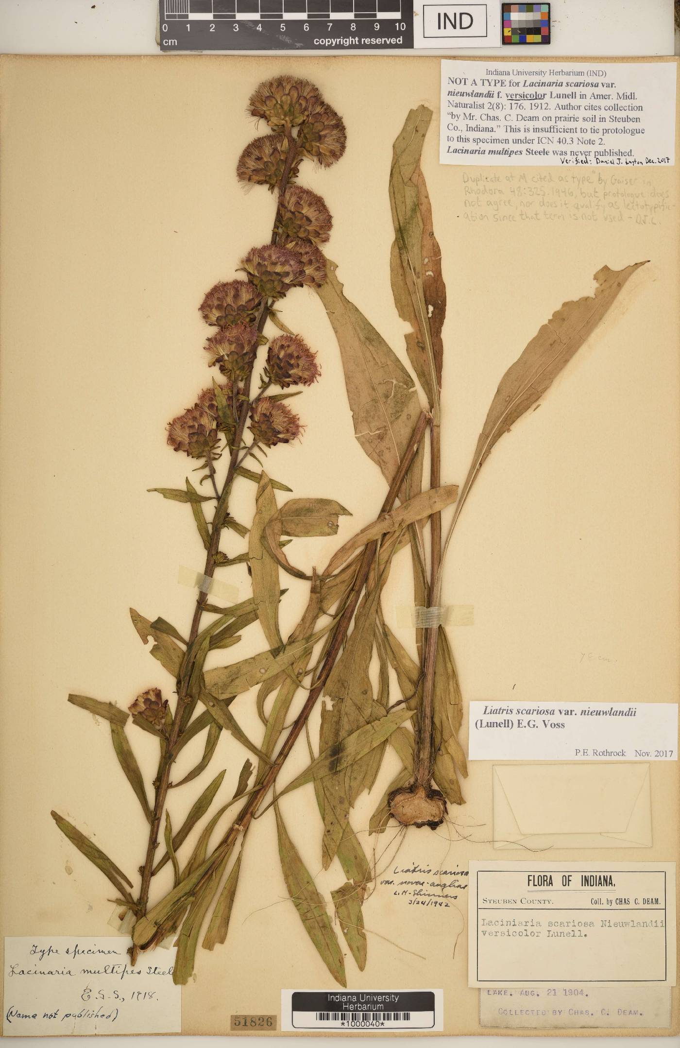 Lacinaria scariosa var. nieuwlandii image