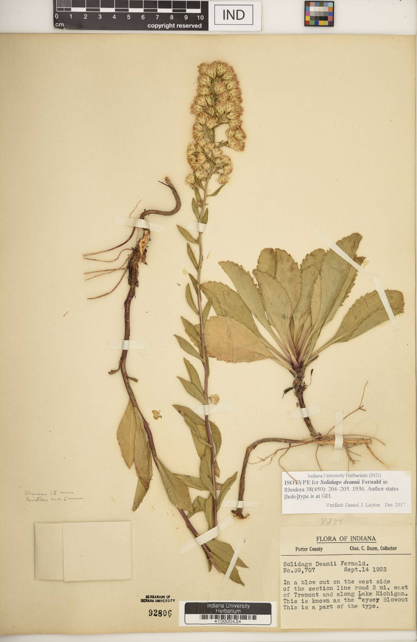 Solidago deamii image