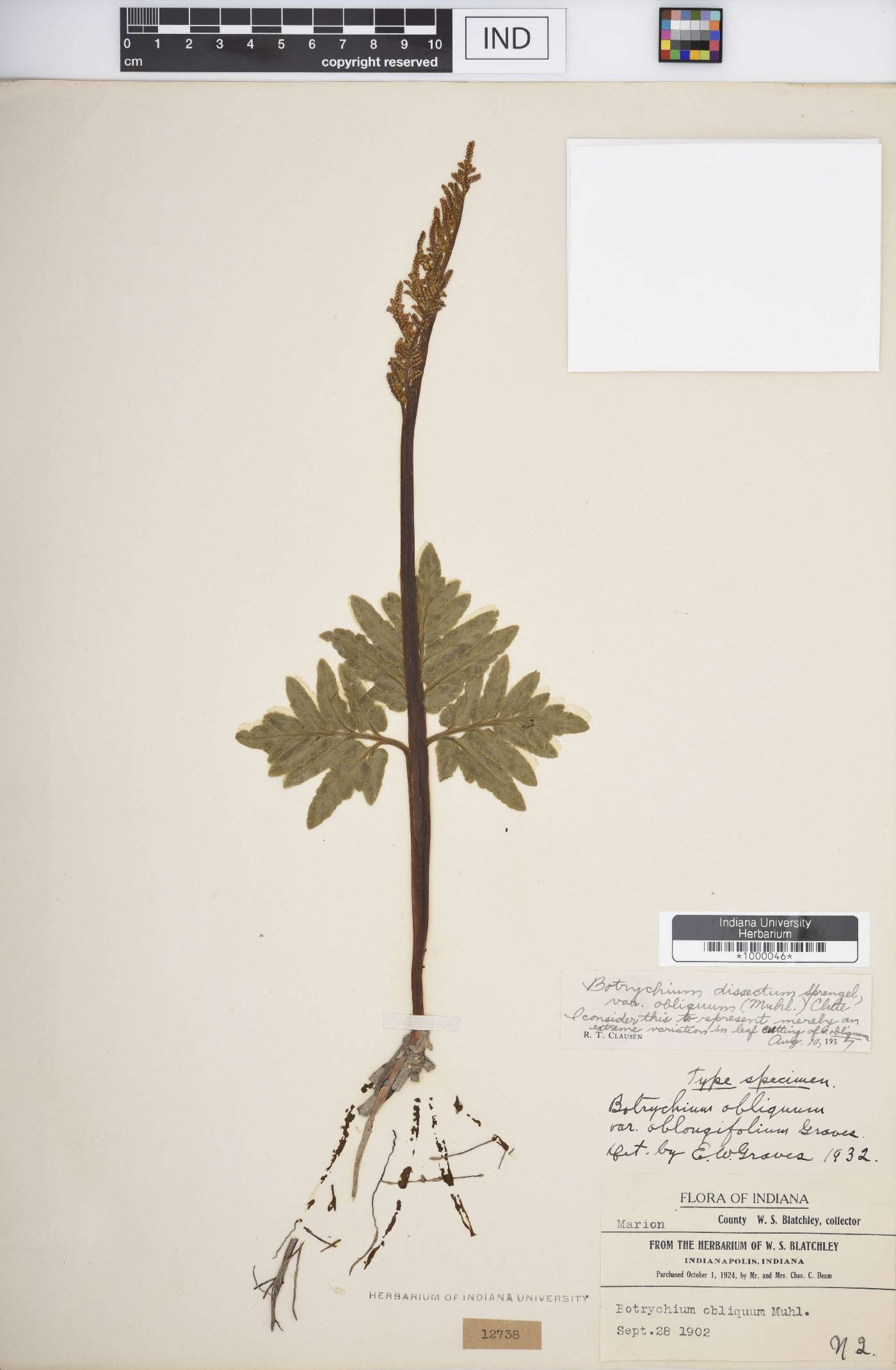 Sceptridium biternatum image