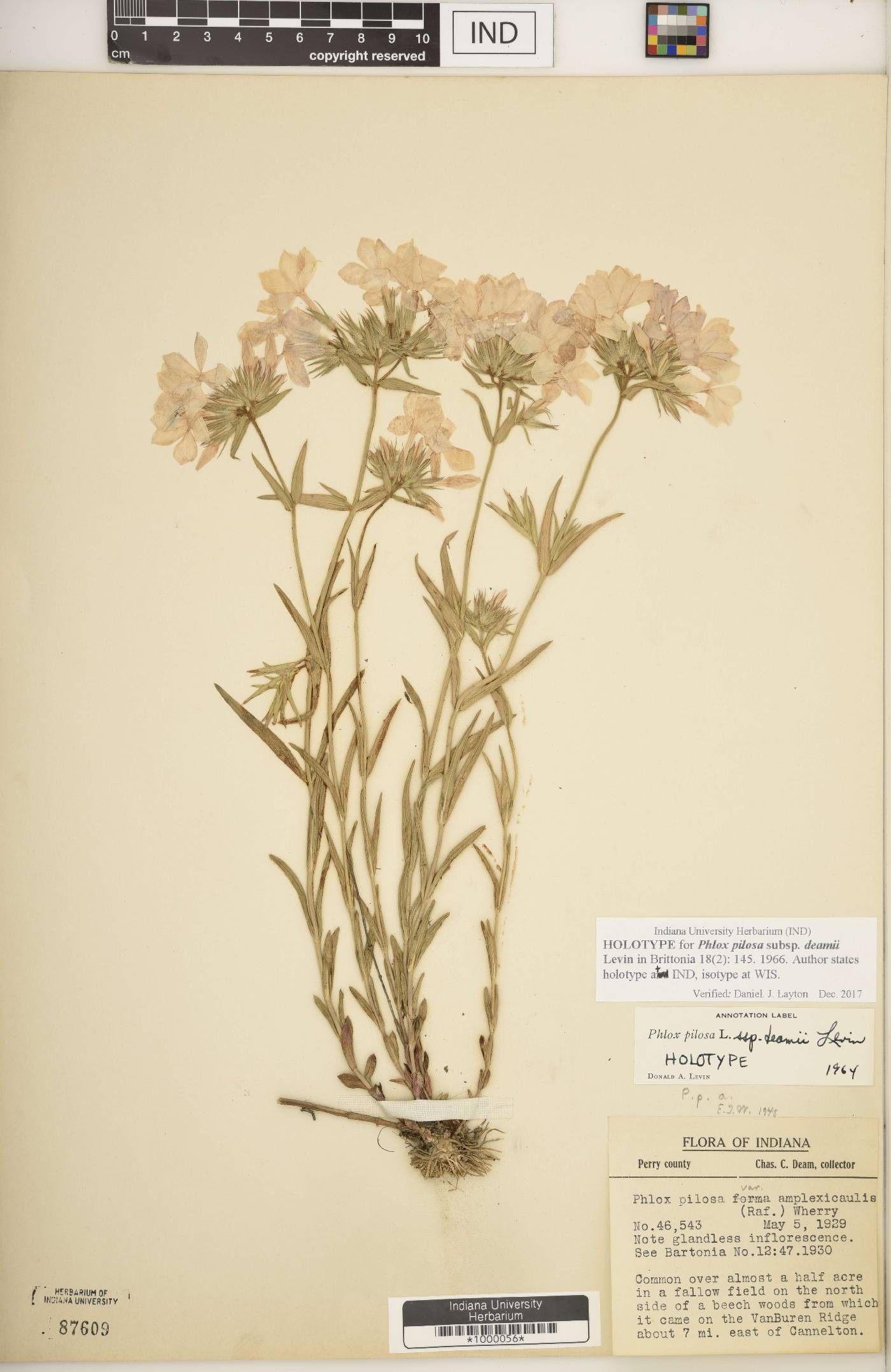 Phlox pilosa subsp. deamii image