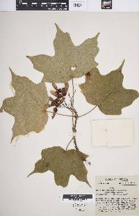 Acer nigrum image