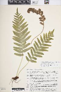 Polypodium × aztecum image