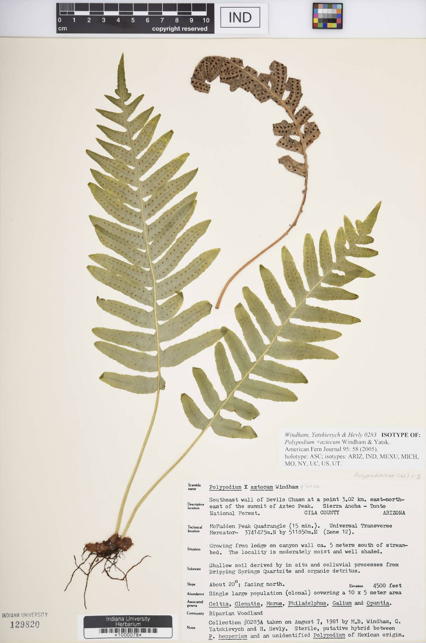 Polypodium × aztecum image