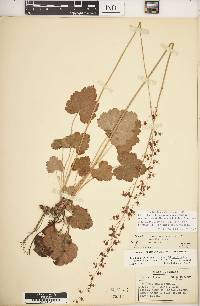 Heuchera americana image