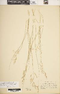 Calamagrostis cainii image