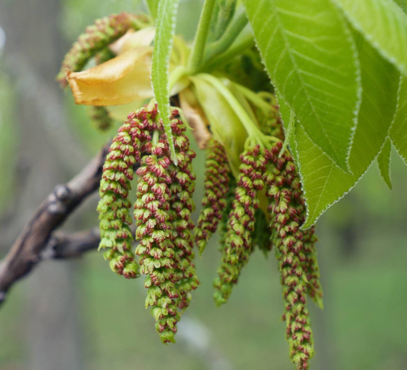 Carya ovata image