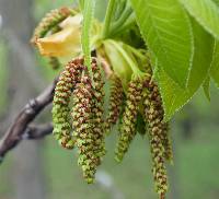 Carya ovata image