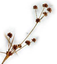 Image of Juncus canadensis